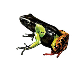 Mantella madagascariensis