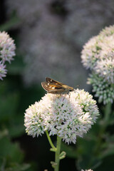 Bronze butterfly feeding on white flower