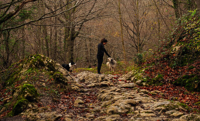 Fototapeta premium woman walking in the mountains with her dogs