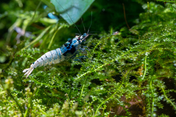 Blue bolt dwarf shrimp stay and look for food on green leaf of aquatic plant in fresh water aquarium tank. Blue bolt shrimp are a type of Taiwan bee with a white and blue body.