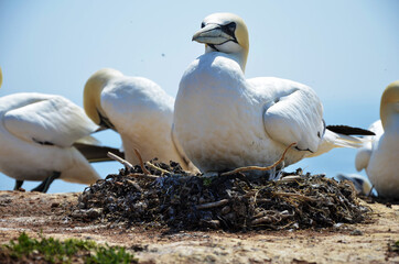 Basst&ouml;lpel br&uuml;tet auf Helgoland