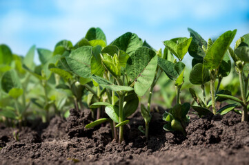 Tender fragile soybean sprouts close-up grow in rows in an agricultural field. Selective focus.