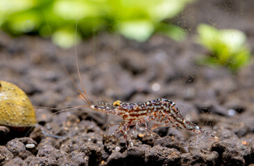 White orchid Sulawesi shrimp bend body on aquatic soil in fresh water aquarium tank. White orchids are clear-to-white in body coloration, white striping, and covered specks of brown.