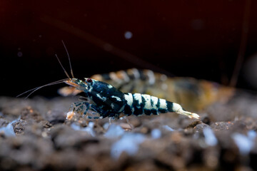 Black galaxy dwarf shrimp look for food on aquatic soil and stay with other shrimps in fresh water aquarium tank.