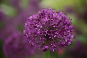 blooming purple flowers of decorative garlic in the garden