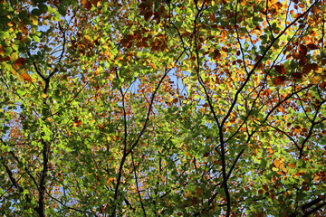 Herbst: Laubfärbung im Wald