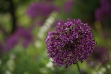 blooming purple flowers of decorative garlic in the garden