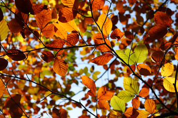 Fototapeta na wymiar Herbst: Laubfärbung im Wald