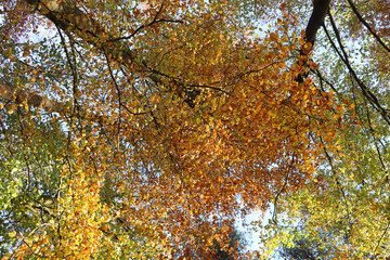 Herbst: Laubfärbung im Wald