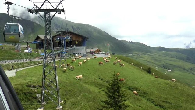 Cable car climb from Grindelwald to Mount First, Switzerland. Panoramic vies and Swiss cows on the Alps slopes.