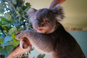 Rescued koalas in Australia