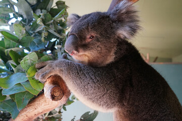 Rescued koalas in Australia