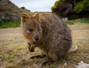 Quokka on Rotnest Island - the happiest animal - Australia