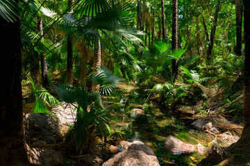 Empty tropical forest with palm trees in Queensland, Australia