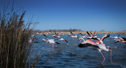 Flamingos in Camargue - France