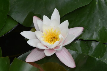 Grzybień biały © drlmk