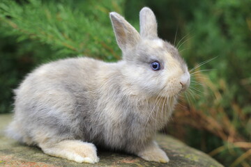 grey rabbit with blue eyes sitting on a rock.