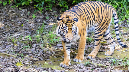 スマトラトラ Tiger