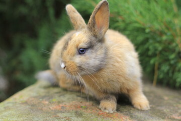 tricolor rabbit with blue eyes sitting on a rock.