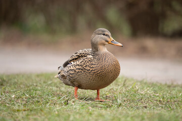 duck 2