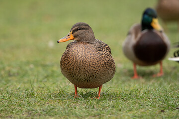 duck