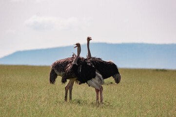 Ostriches - Kenya, Africa, Masai Mara