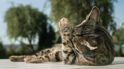 Kot, cat, relax, zierzak, pupil © VfS
