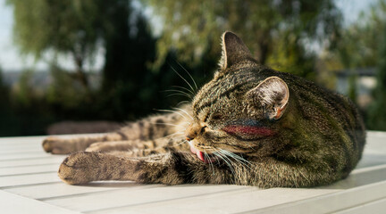 Kot, cat, relax, zierzak, pupil © VfS