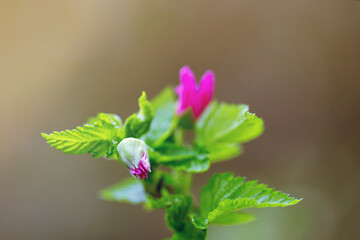 Bud of pink flower on a branch in the spring. Close-up view,