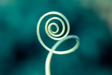 Tendrils of plants by taking very close up shots