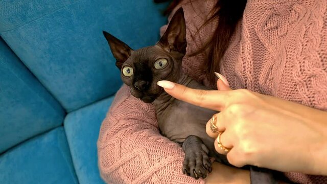 Cute cat sphinx black plays on a blue sofa in slow motion