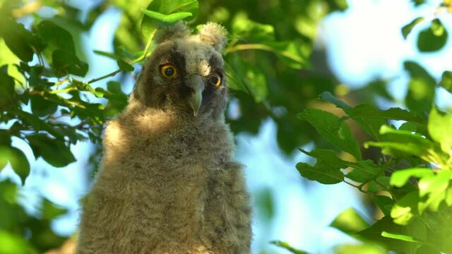 Close up of young chick long eared owl (Asio otus) gazing and sitting on dense branch deep in crown of buch. Wildlife tranquil portrait footage of bird in natural habitat background.
