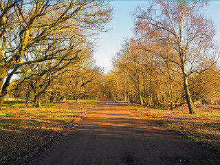 Lane between trees and grass verges in Skipwith Common National Nature Reserve, North Yorkshire, England