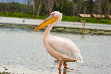 Pelicans - Kenya, Africa, Masai Mara
