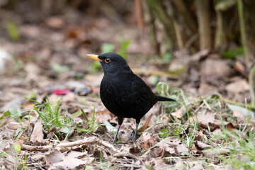 Blackbird bird 2