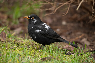 Blackbird bird 1