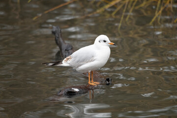 Gull