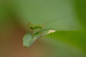 
Macro of a grasshopper
