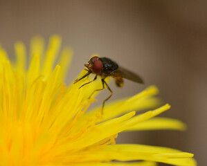 
A fly on a yellow flower