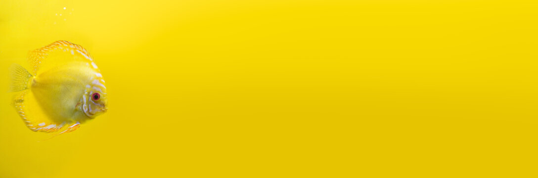 Discus Fish Background Profile