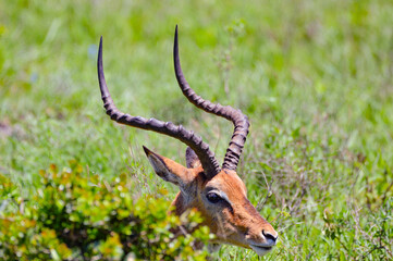 Naklejka na ściany i meble Red Deer - Kenya, Africa, Masai Mara