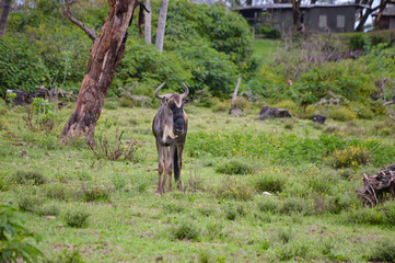 Wildebeest - Kenya, Africa, Masai Mara