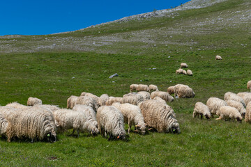 Fototapeta premium sheep in the meadow