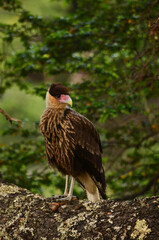 Carancho standing on a branch, going to the front