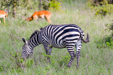 Fototapeta na wymiar Zebras - Kenya, Africa, Masai Mara