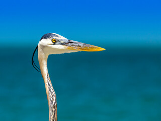 Great blue heron looking straight ahead
