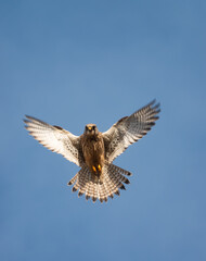 close up full frame of a beautiful kestrel (Falco tinnunculus) hovering overhead in blue sky whilst scanning for prey below