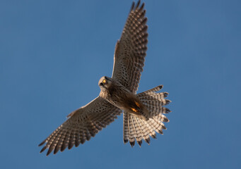 close up full frame of a beautiful kestrel (Falco tinnunculus) hovering overhead in blue sky whilst scanning for prey below