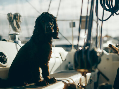 dog on the deck of yacht