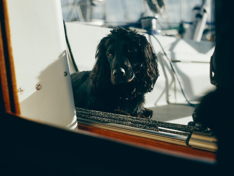 dog on deck of yacht looking in